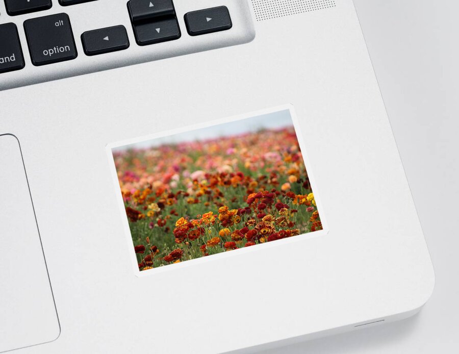 Honey Brown Ranunculus Sticker featuring the photograph Field of Burnt Orange and Honey Ranunculus by Colleen Cornelius