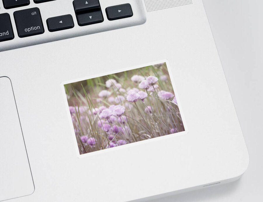 Nature Prints Sticker featuring the photograph Field of Flowers by Bonnie Bruno