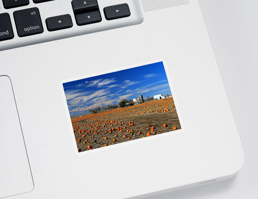 Barn Sticker featuring the photograph Field of Pumpkins by Christopher McKenzie