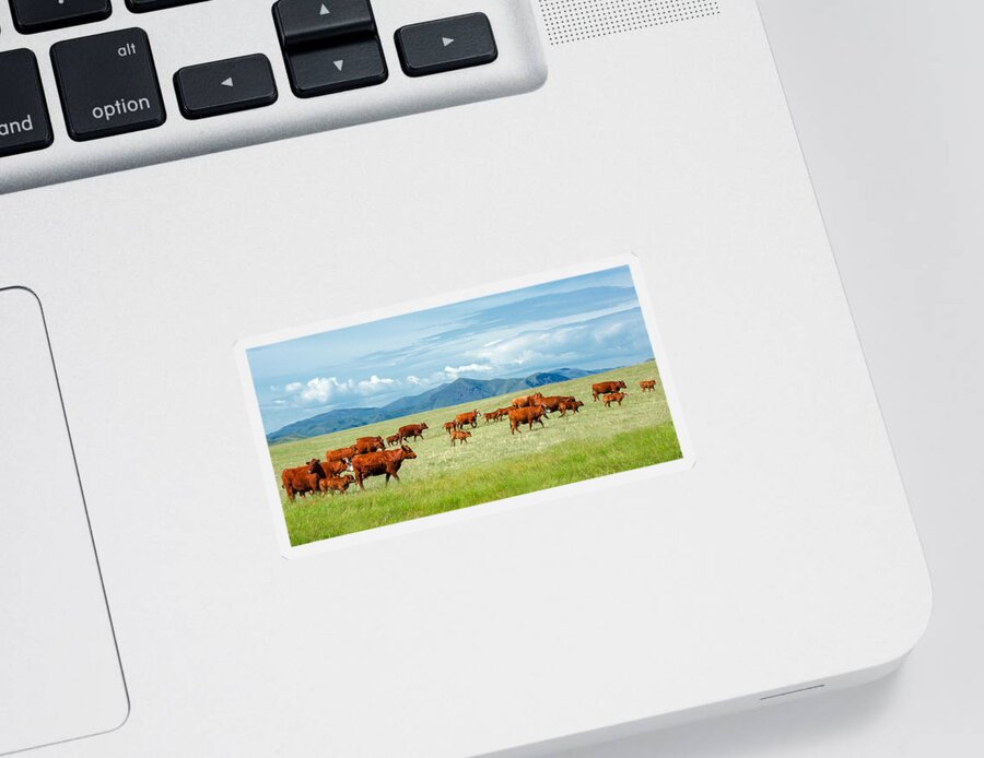 Herd Sticker featuring the photograph Field of Reds by Todd Klassy