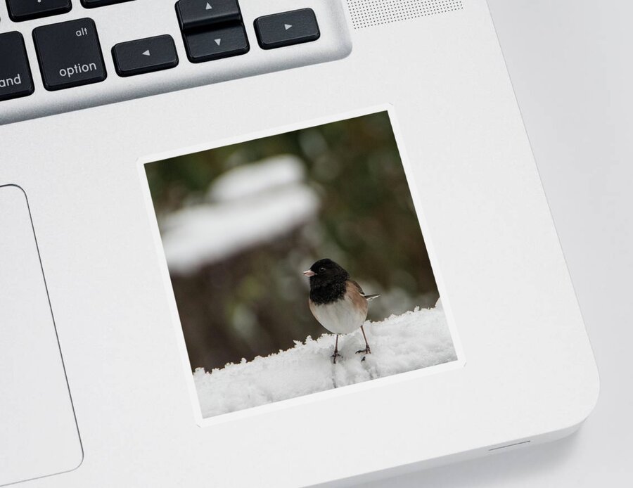 Bird Sticker featuring the photograph Dark-eyed Junco by Marilyn Wilson