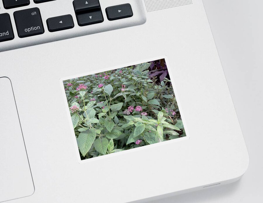 Butterfly Sticker featuring the photograph Find the Butterfly by Pamela Henry