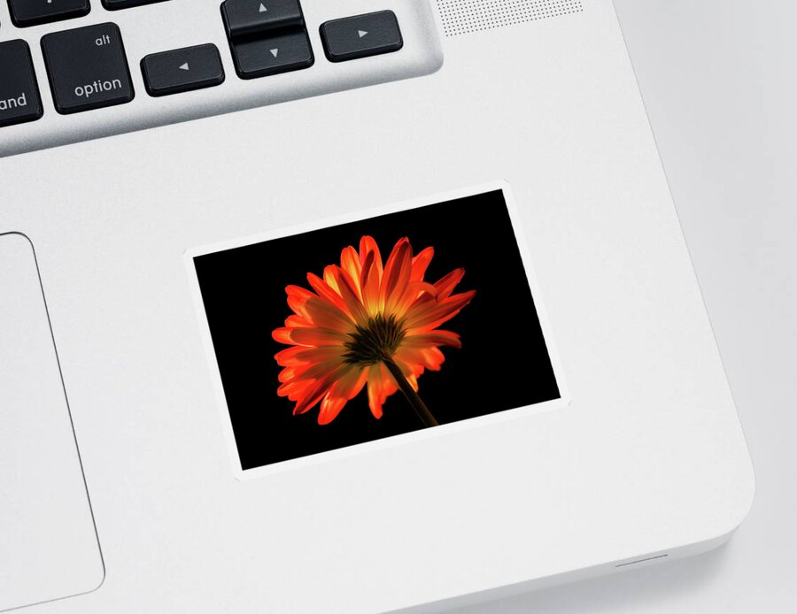 Gerber Sticker featuring the photograph Fire Flower by Mary Jo Allen