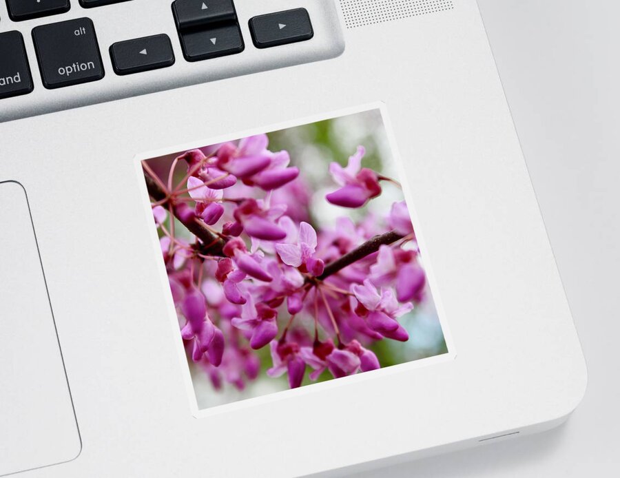Photography Sticker featuring the photograph Fireworks of Redbud Blooms by M E