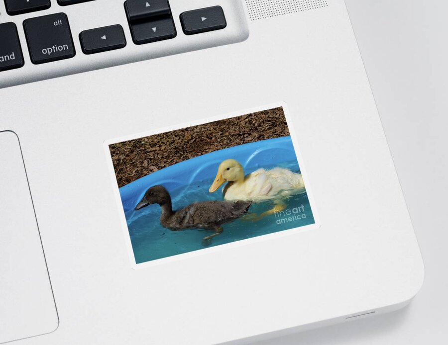 Duck Sticker featuring the photograph First Swimming Lesson by Donna Brown