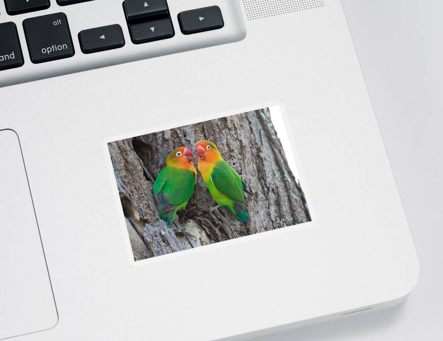Photography Sticker featuring the photograph Fischers Lovebird Agapornis Fischeri by Panoramic Images