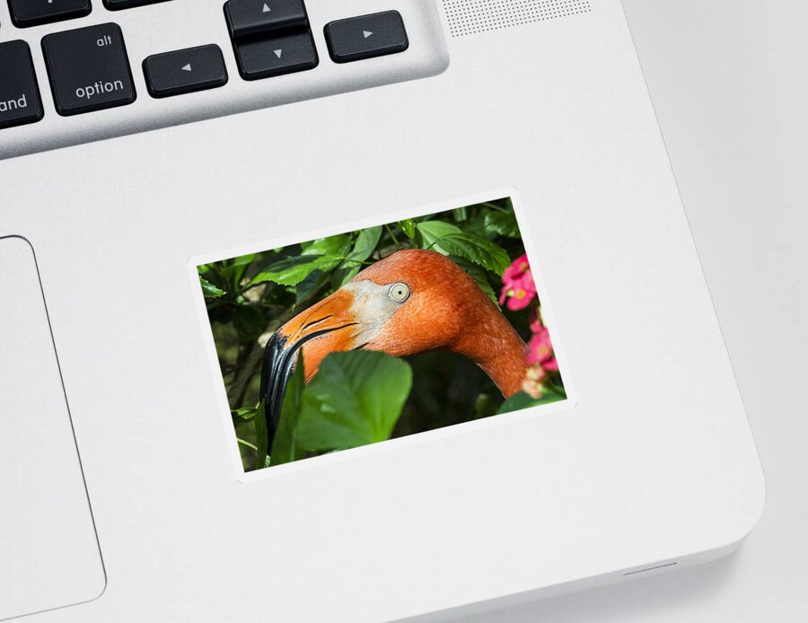 Bird Sticker featuring the photograph Flamingo Peeking Through the Bushes by Bob Slitzan