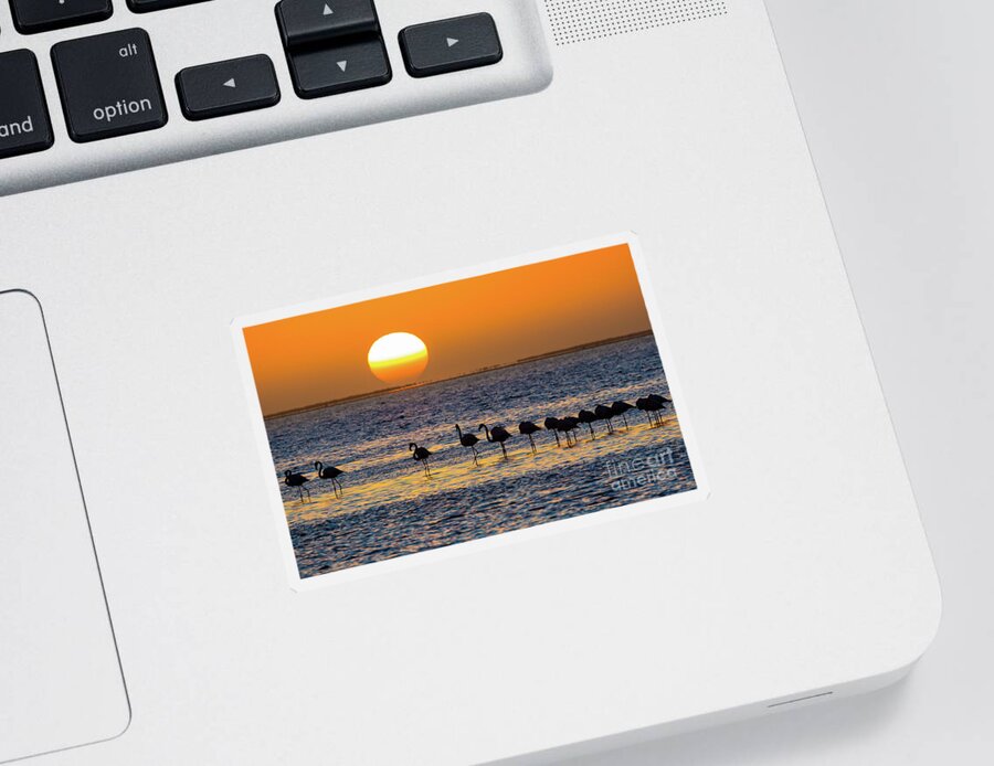 Africa Sticker featuring the photograph Flamingo Sunset by Inge Johnsson