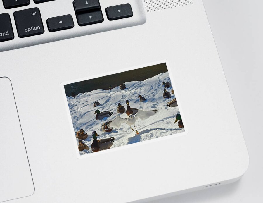 Ducks Sticker featuring the photograph Flight or Fancy by Dani McEvoy