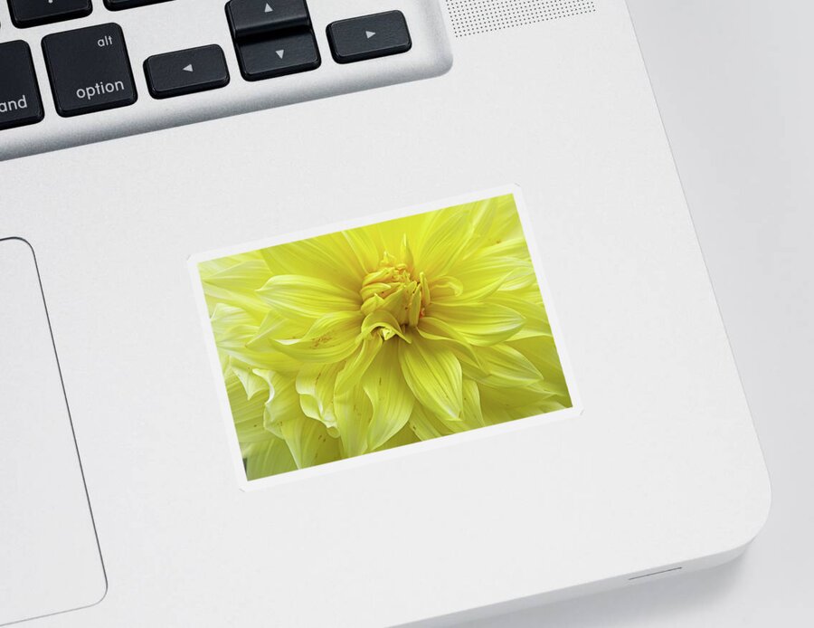 Thuya Garden Sticker featuring the photograph Floral Whipped Cream by Juergen Roth