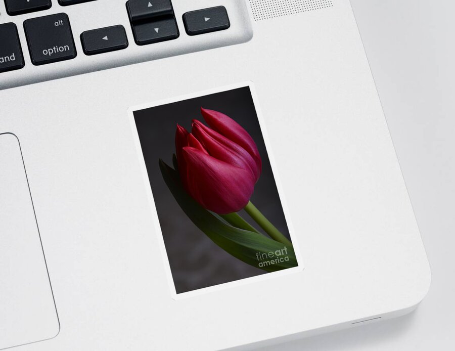 Flower Sticker featuring the photograph Flourishing tulip by Robert WK Clark