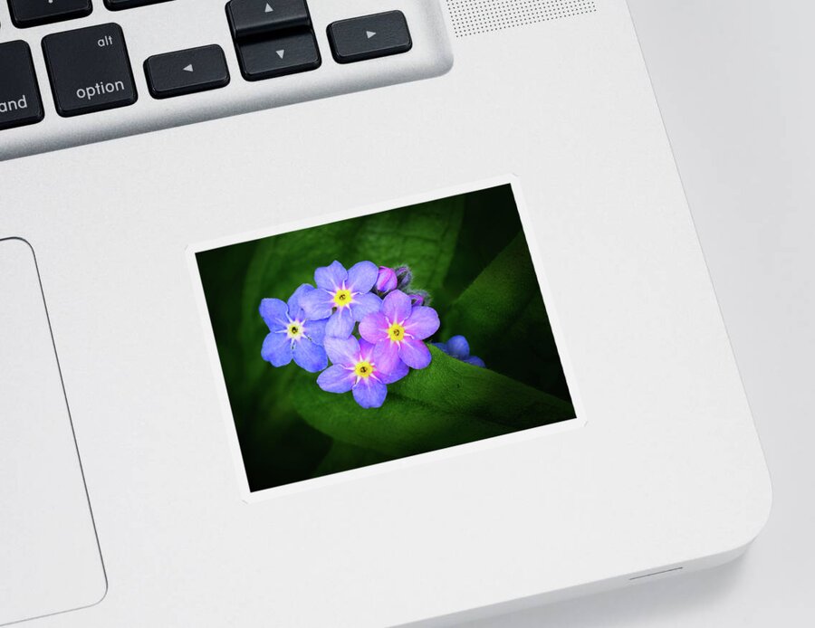 Flowering Forget-me-nots Sticker featuring the photograph Flowering Forget-me-nots by Carolyn Derstine