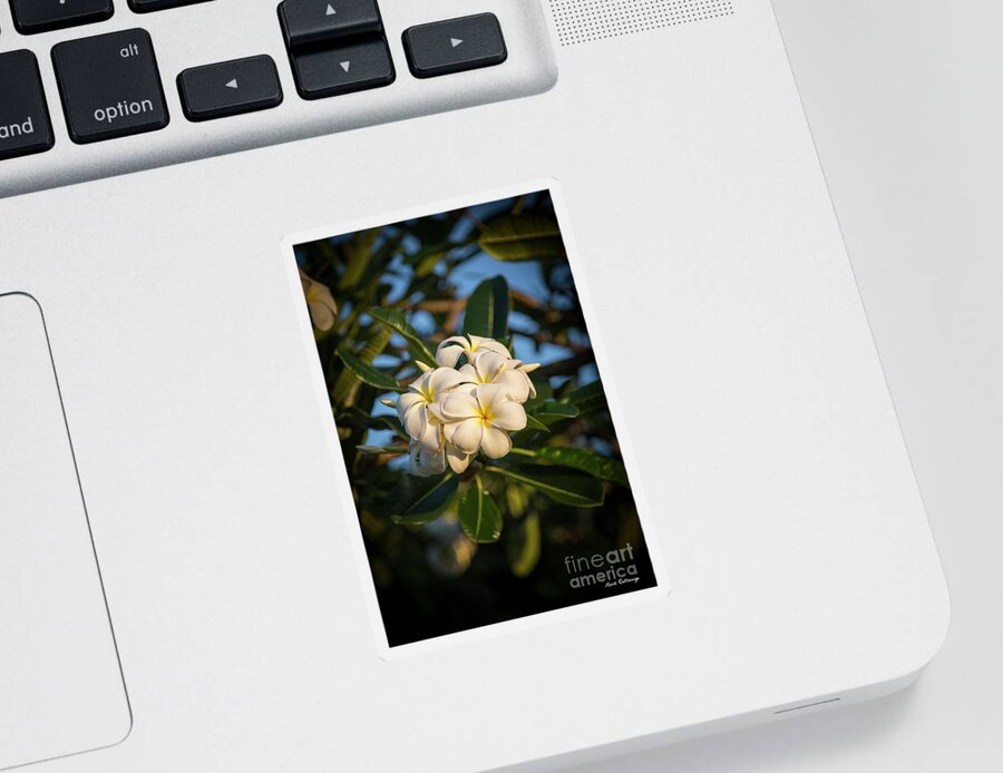 Reid Callaway Flowers And Sunlight Sticker featuring the photograph Flowers and Sunlight by Reid Callaway