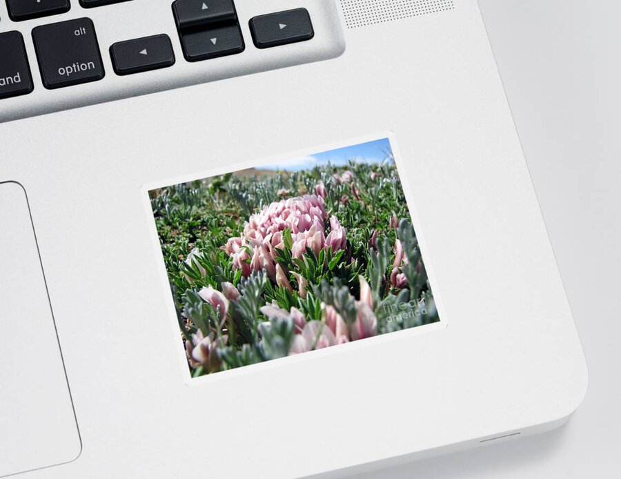 Flowers Sticker featuring the photograph Flowers in the Alpine Tundra by Amanda Barcon