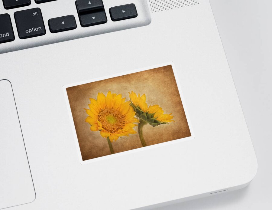 Sunflower Sticker featuring the photograph Flowers of the Sun by Kim Hojnacki