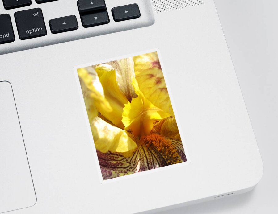 Flower Sticker featuring the photograph Flowerscape Yellow Iris Three by Laura Davis