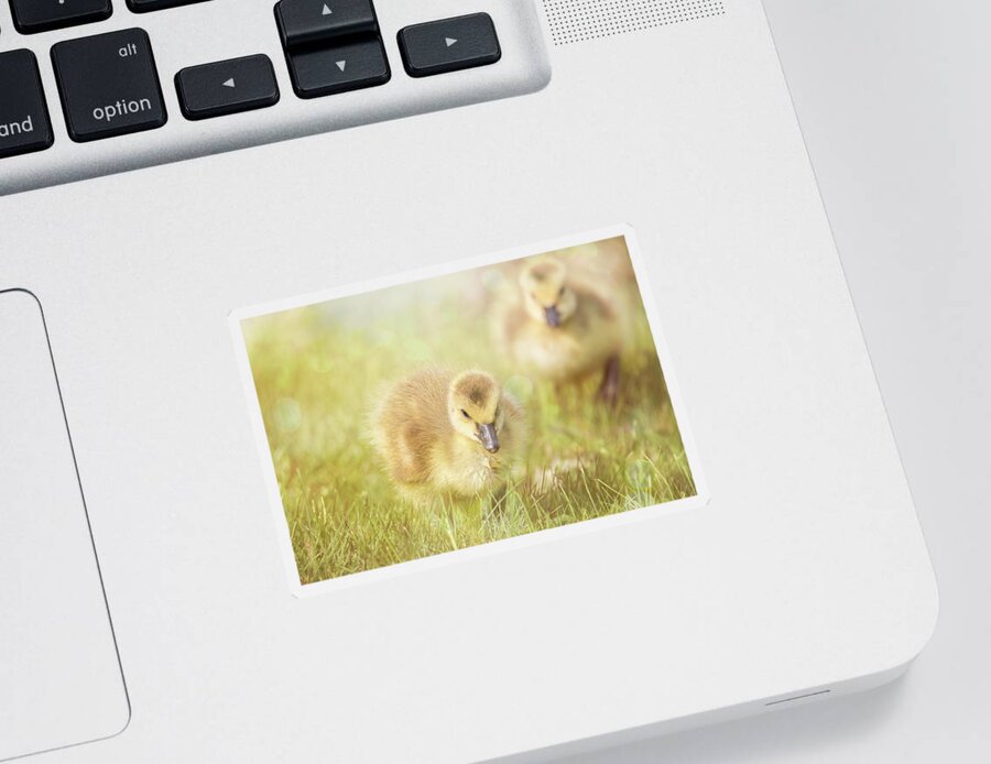 Gosling Sticker featuring the photograph Fluffy Gosling Chicks #5 by Patti Deters