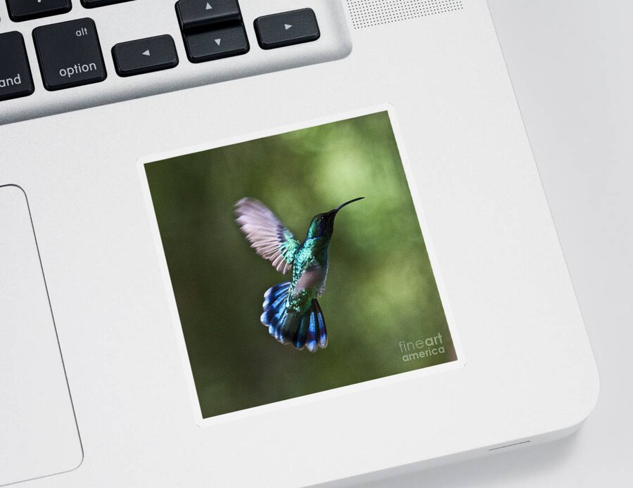 Bird Sticker featuring the photograph Flying Emerald by Heiko Koehrer-Wagner