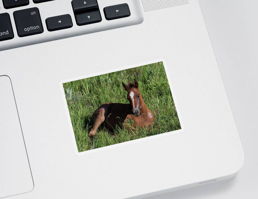 Foal Sticker featuring the photograph Foal in Grass by John Daly