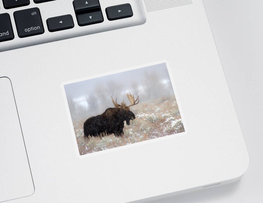Moose Sticker featuring the photograph Foggy Moose Silhouette by Adam Jewell