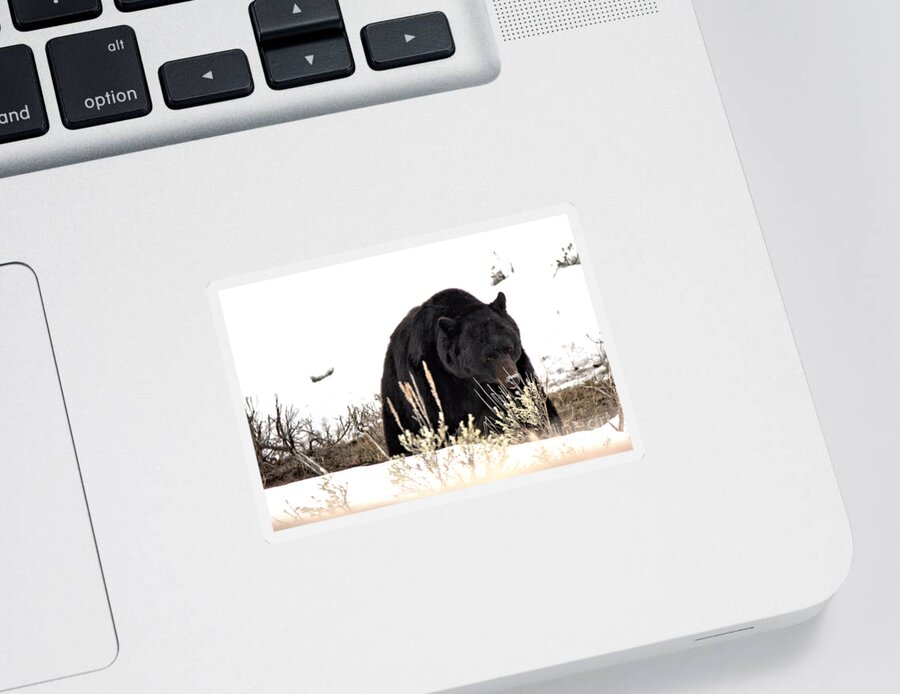Black Bear Sticker featuring the photograph Foraging Through The Northern Range Snow by Adam Jewell