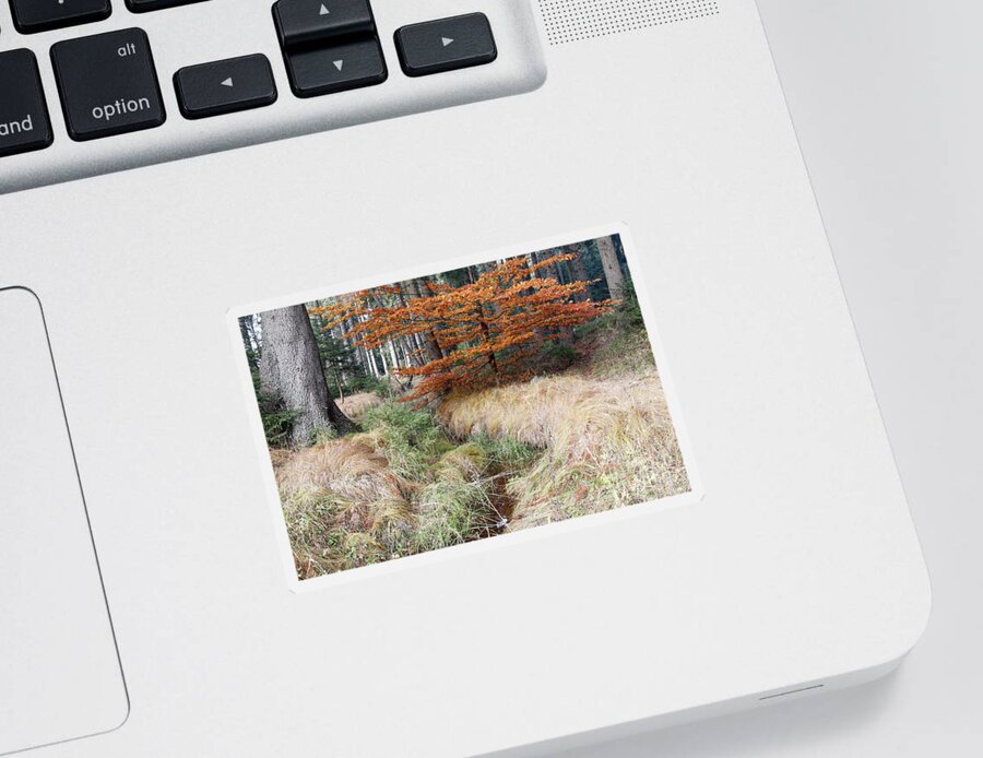 Streamlet Sticker featuring the photograph Forest autumn still life with the streamlet by Michal Boubin