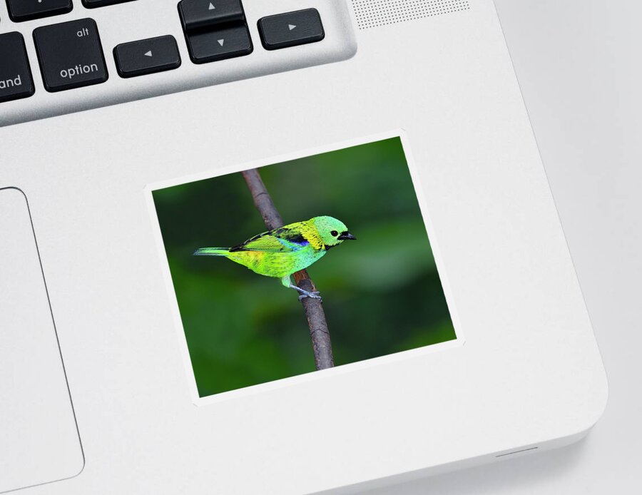 Green-headed Tanager Sticker featuring the photograph Forest Edge by Tony Beck