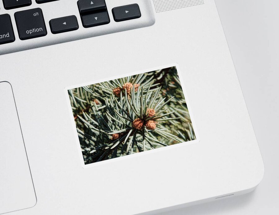 Fir Sticker featuring the photograph Forest Jewels - Needles and Cones by HH Photography of Florida