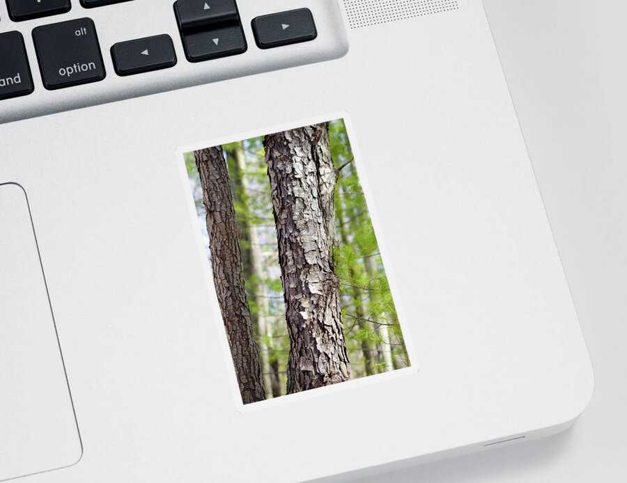 Forest Sticker featuring the photograph Forest Trees by Christina Rollo