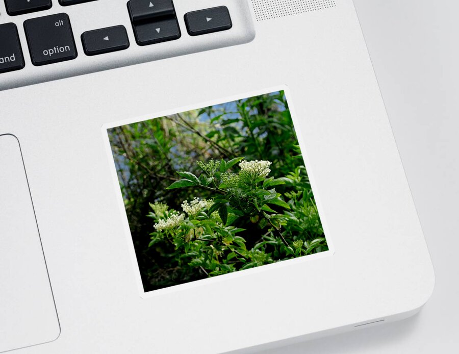 Beecraigs Sticker featuring the photograph Forest Undergrowth. by Elena Perelman