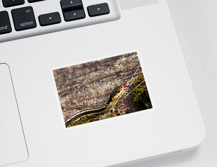 Garter Snake Sticker featuring the photograph Forked Tongue by Debbie Oppermann