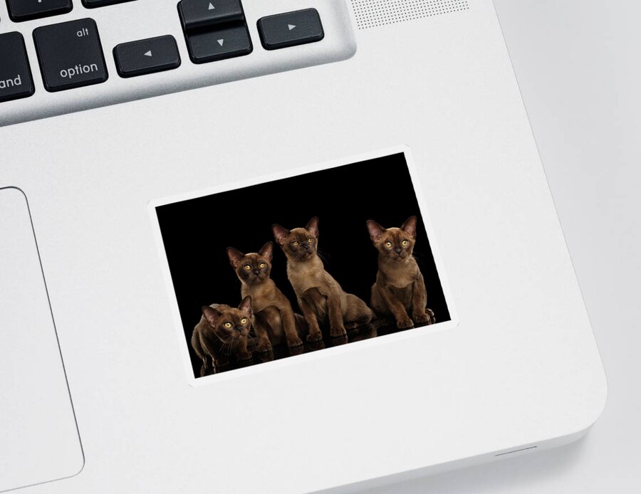 Cat Sticker featuring the photograph Four Cute Burma Kittens Sitting, Isolated Black Background by Sergey Taran