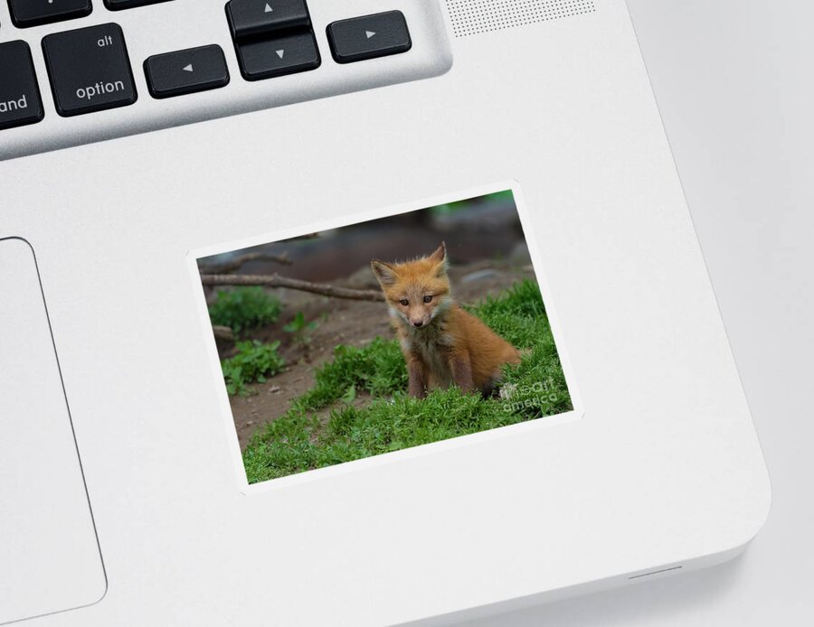 Fox Cub Sticker featuring the photograph Fox cub with attitude by Sam Rino