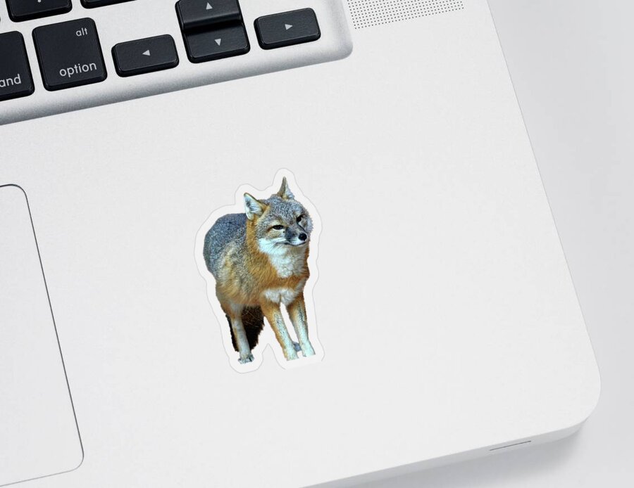 Fox Sticker featuring the photograph Foxy by Judy Vincent