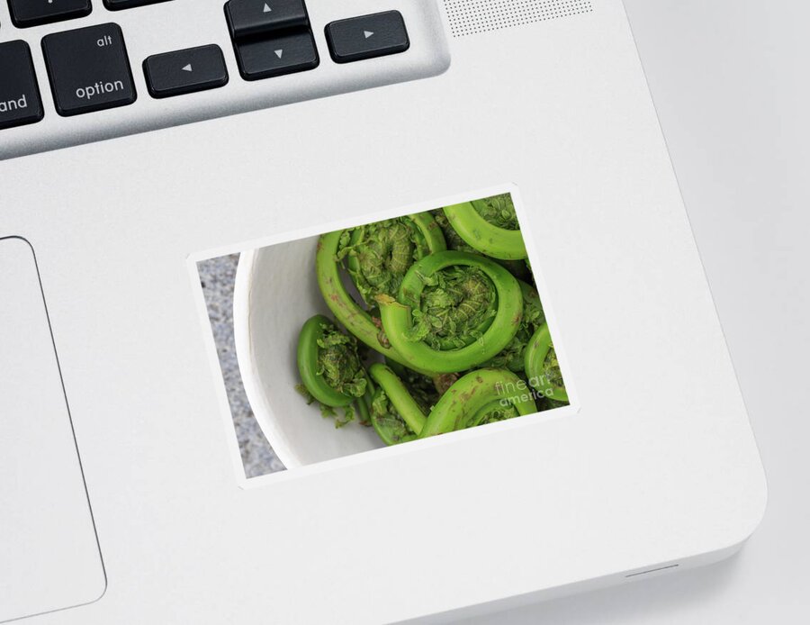 Fiddleheads Sticker featuring the photograph Fresh Picked Fiddle Heads by Edward Fielding