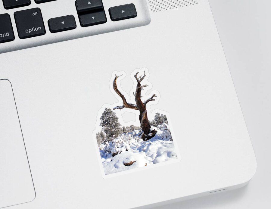 Snow Sticker featuring the photograph Fresh Snow by Shane Bechler