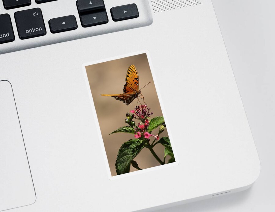 Fritillary Butterfly Sticker featuring the photograph Fritillary butterfly by Liz Vernand