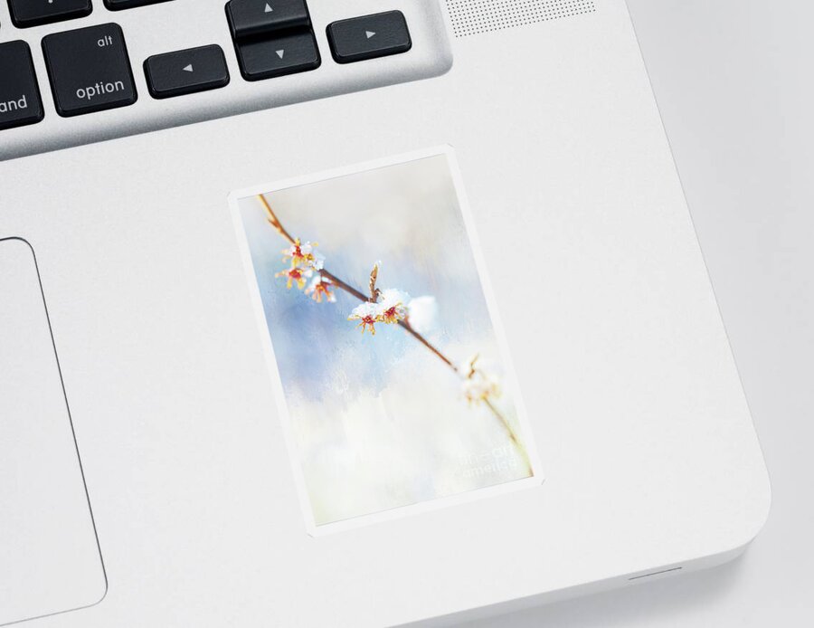 Witch Hazel Sticker featuring the photograph Frosted Witch Hazel Blossoms by Anita Pollak