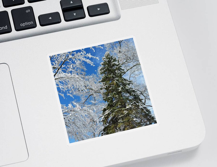 Winter Sticker featuring the photograph Frozen Evergreen by Vic Ritchey