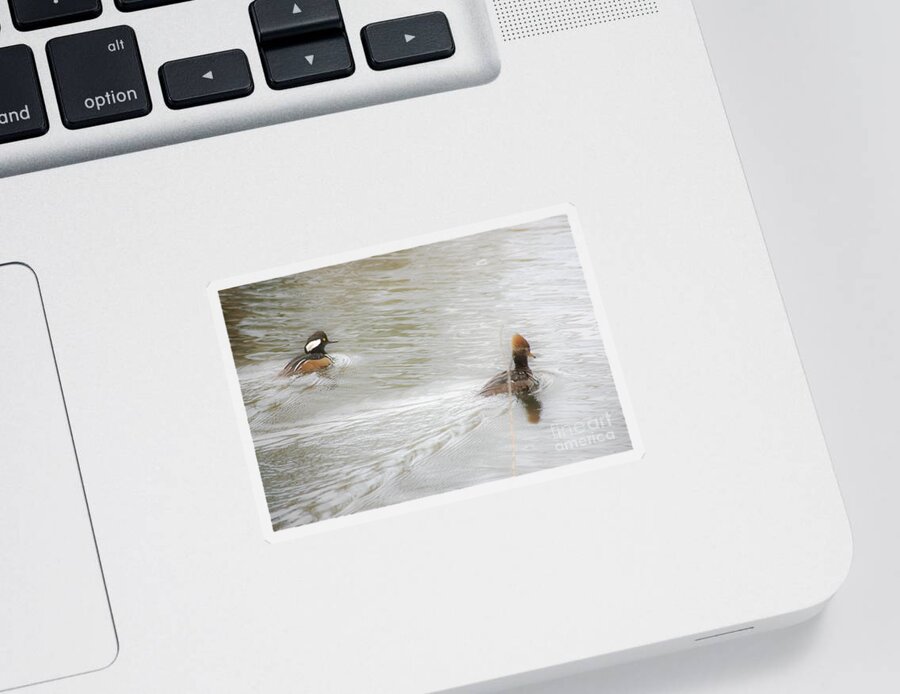 Ducks Sticker featuring the photograph Full Steam Ahead by Merle Grenz