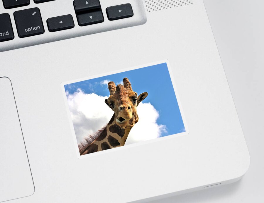Nature Sticker featuring the photograph Funny Face Giraffe by Sheila Brown