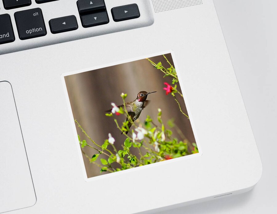 Hummingbird Sticker featuring the photograph Garden Hummingbird by Liz Vernand