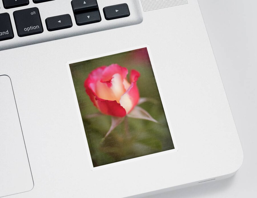 Flower Sticker featuring the photograph Garden Rose by Teresa Wilson