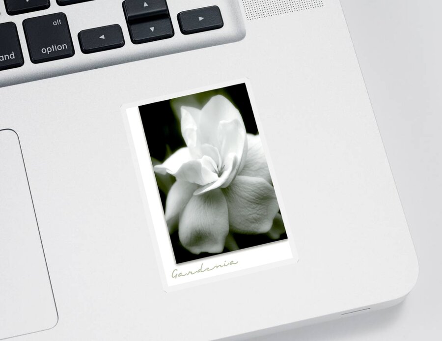 Flower Sticker featuring the photograph Gardenia by Holly Kempe