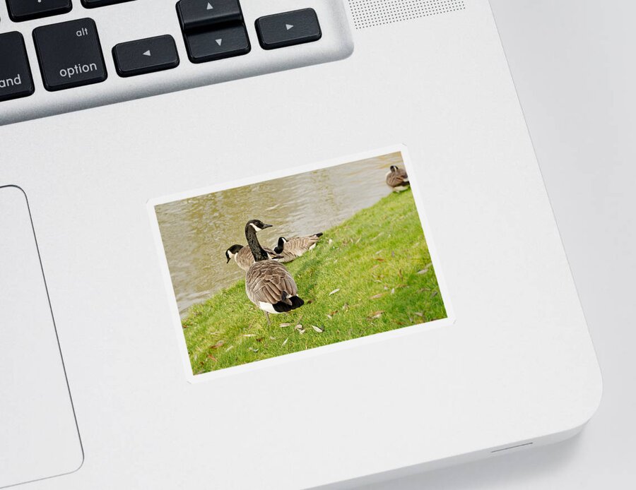 Goose Sticker featuring the photograph Geese in Cambridge winter. by Elena Perelman