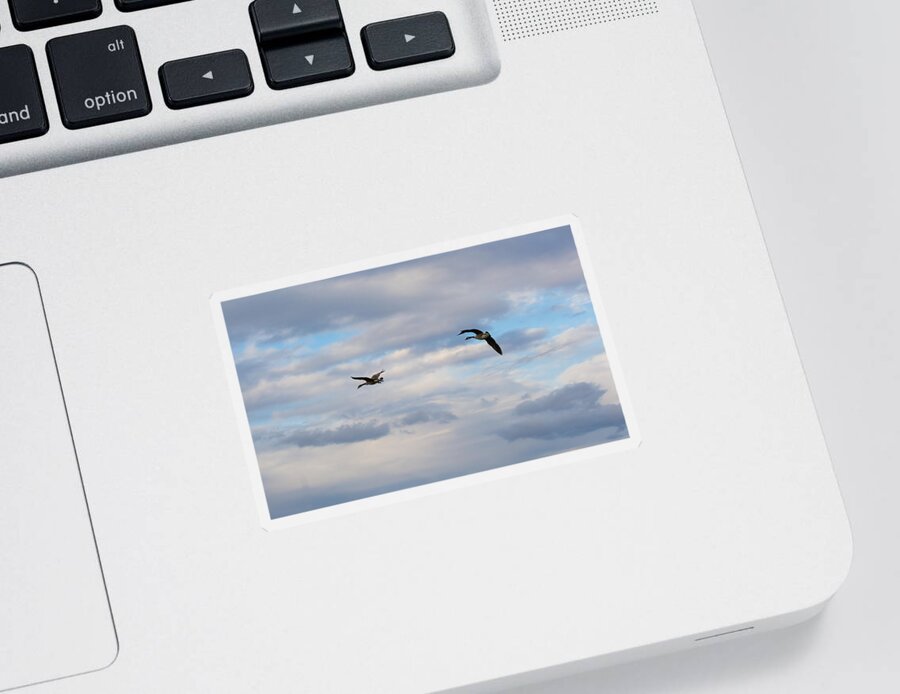 Canada Geese Sticker featuring the photograph Geese in the Clouds by Holden The Moment