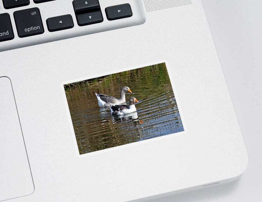 Europe Sticker featuring the photograph Geese On The Canal  by Rod Johnson