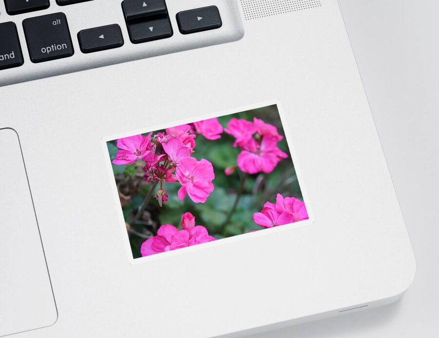 Geranium Sticker featuring the photograph Geraniums by Stephen Daddona