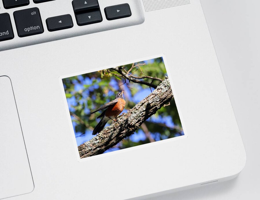 American Robin Sticker featuring the photograph Get Down and Boogie by Jennifer Robin