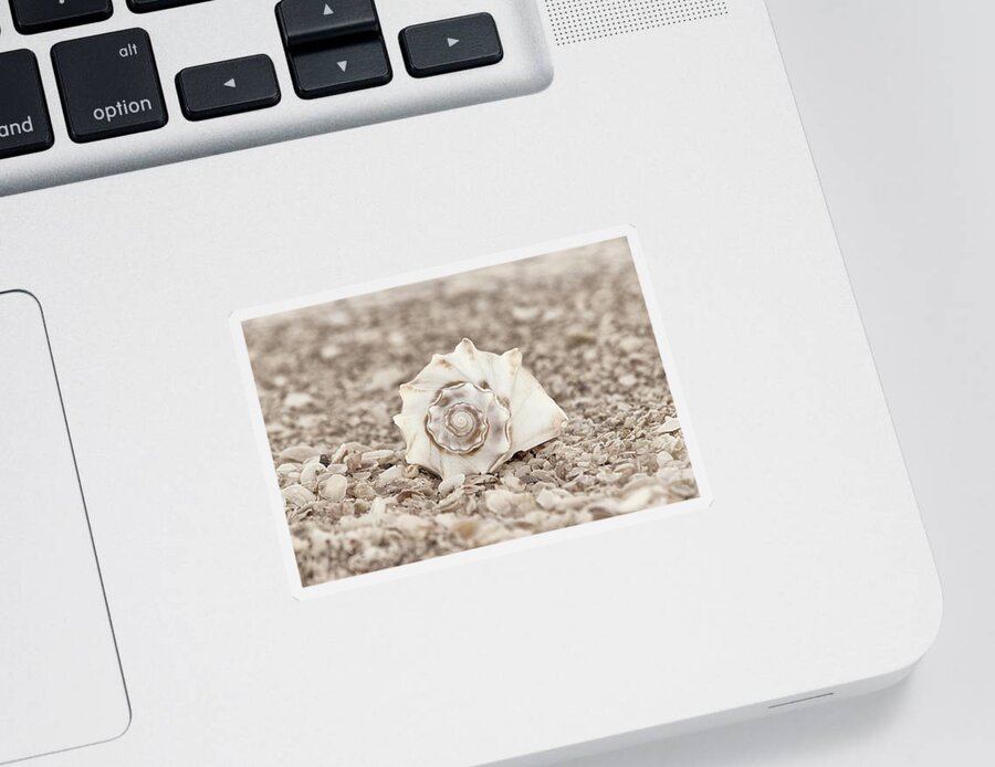 Seashells Sticker featuring the photograph Gift of the Sea by Kim Hojnacki